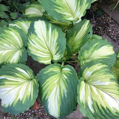 green and white leafy plants in a garden