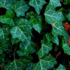 some green leaves are growing on the ground