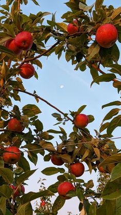 An early morning sky in mid-september with a pale moon encircled by apple tree branches that are full of perfectly ripe, juicy apples. The image looks the way a cool, sunny fall morning feels. Apple Orchard Wallpaper, Apple Asethic Fruit, Fall Apple Orchard Aesthetic, Apple Trees Aesthetic, Apples Aesthetic Fruit, Fall Apples Aesthetic, Red Apples Aesthetic, Apples Wallpaper Fruit, Apples Astethic