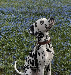 a dalmatian dog sitting in the middle of a field full of blue flowers