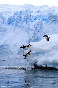 penguins are flying over an iceberg in the water near some snow and ice floes