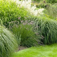 Carefree Ornamental Grass Pre-Planned Garden | American Meadows Landscaping Rules, Basic Landscaping, Evergreen Trees For Privacy, Trees For Privacy, Bird Habitat, Native Plant Landscape, Lily Turf, Easy Perennials, American Meadows