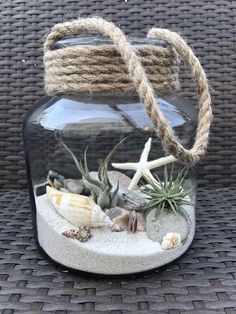 a glass jar filled with sea shells and air plants