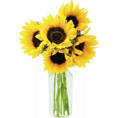 Brighten up your space with the KaBloom's Bouquet of Fresh 5 Sunflower.These fresh cut flowers are perfect for adding warmth to any room or as a thoughtful gift for any occasion. Enjoy the convenience of next-day delivery, ensuring your flowers arrive fresh and ready to display. Please note, slight variations in bloom shape and color may occur, bouquet and wholesale flowers truly fresh and long lasting. Come shop our wide variety of roses, orchids, tulips, hydrangeas and more. Best gift for ever Plant Drawings, Sunflower Vase, Sunflower Bouquet, Yellow Sunflowers, Sunflower Bouquets, Tiny Plants, Plant Drawing, Fresh Cut Flowers, Wholesale Flowers