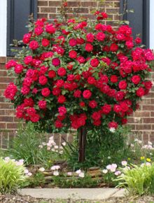 a bush of red roses in front of a brick building with polka dots around it