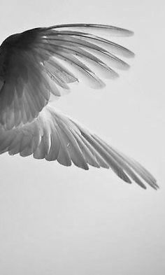 a black and white photo of a bird flying in the sky