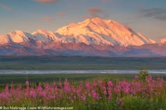 the mountains are covered with snow and pink flowers in front of green grass, purple wildflowers, and blue sky