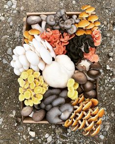 a box filled with lots of different types of mushrooms and other things on the ground