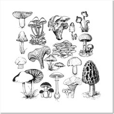 an ink drawing of different types of mushrooms