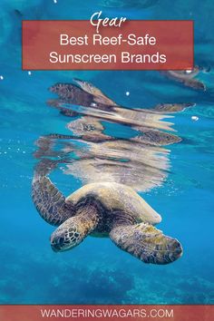 a green sea turtle swimming in the ocean with text overlay that reads best reef safe sunscreen brands