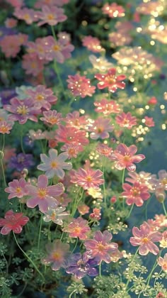 pink and white flowers with water in the backgrounnd, taken from above