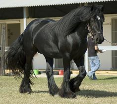 a black horse is walking in the grass