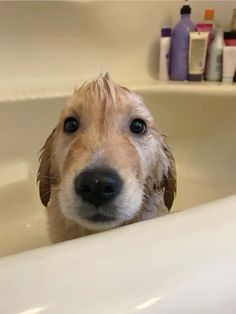 a dog is sitting in the bathtub with his head sticking out from under the faucet