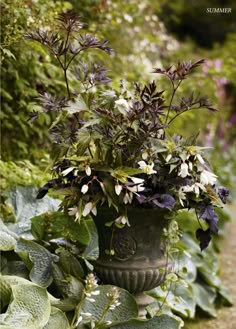 a potted plant with purple and white flowers