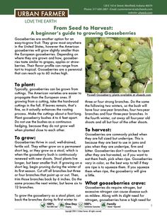 an article in the urban farmer magazine about grapes and how they are grown for them