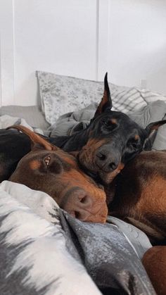 two dogs laying on top of each other on a bed with white sheets and pillows