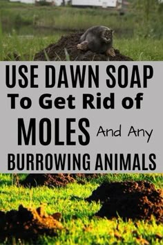 a sign that says use dawn soap to get rid of moles and any burrowing animals