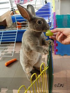 a person feeding a small rabbit with a carrot in it's mouth while standing on its hind legs