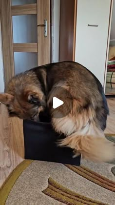 a dog is sitting in a black bowl on the floor and playing with it's tail