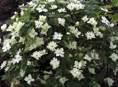 white flowers are blooming in the garden