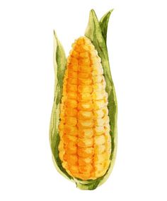 an ear of corn painted in watercolor on a white background with green leaves and brown spots