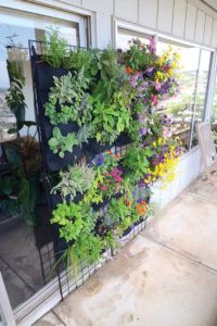 a vertical garden on the side of a house