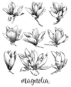 black and white drawing of flowers with the word magnolia written in it stock photo, royalty illustration