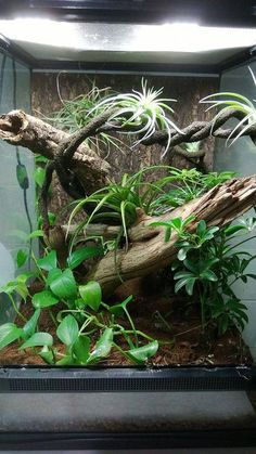 an aquarium filled with plants and rocks