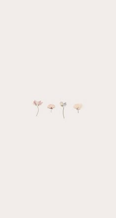 three pink flowers on a white background with one single flower in the foreground and two small ones behind them