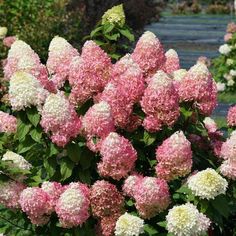 many pink and white flowers in a garden