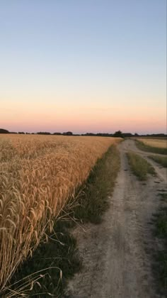 a dirt road in the middle of a wheat field