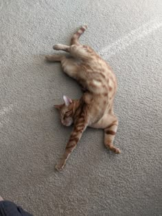 a cat laying on its back on the floor