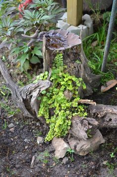 a tree stump that has some plants growing out of it and is sitting in the dirt