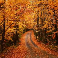 a dirt road surrounded by trees with yellow leaves