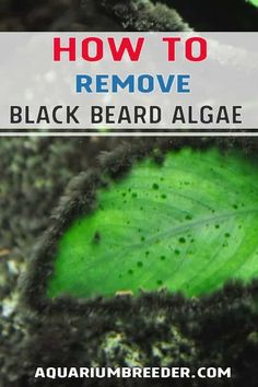 how to remove black beard algae from the bottom of a plant with text overlay that reads, how to remove black beard algae