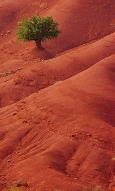 a lone tree in the middle of an arid area with red sand and green trees