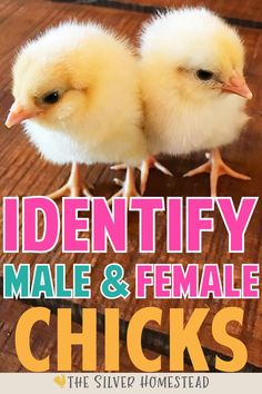 two small chicks sitting on top of a wooden floor next to each other with the words identity, male and female chicks