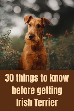 a brown dog sitting in the grass with text overlay that reads 30 things to know before getting irish terrier