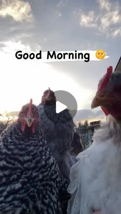 two chickens standing next to each other with the words good morning written on their faces