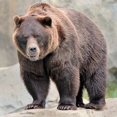 a large brown bear standing on top of a rock