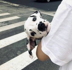 a person holding a dalmatian puppy up to their face while crossing the street