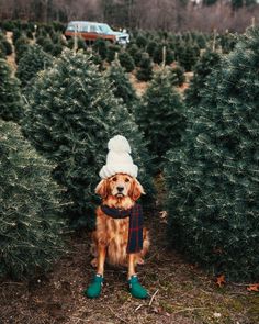 a dog wearing a hat and scarf standing in front of christmas trees at a tree farm