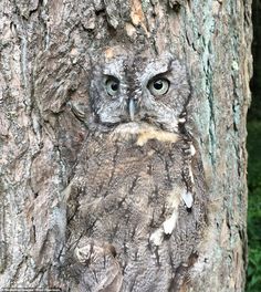 an owl is sitting on the branch of a tree