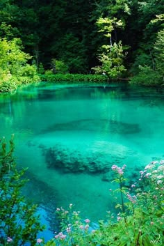 the blue lake is surrounded by trees and flowers in the woods, with bright green water