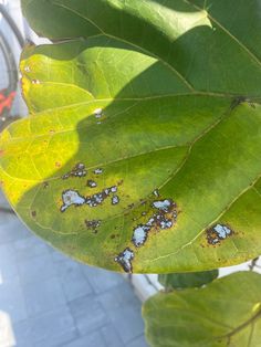 green leaves with brown spots on them and white dots in the center, sitting next to a bicycle