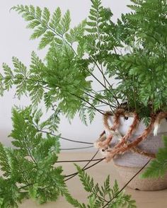 a potted plant sitting on top of a wooden table