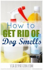 the words how to get rid of dog smells are in front of a bottle of mouthwash