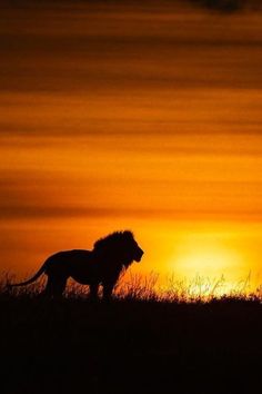 a lion standing on top of a grass covered field next to the sun in the distance