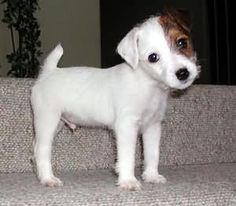 a small white dog standing on top of a couch