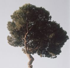 a large tree is standing tall in the sky